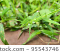 raindrops on grass after rain 95543746