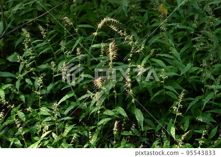 Flower of Chijimizasa Flower of Chijimizasa 95543833