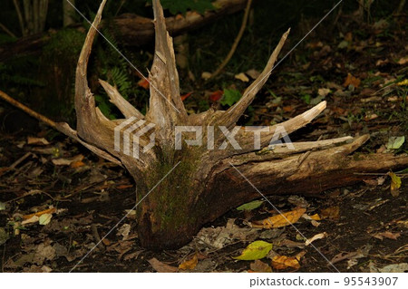 Driftwood full of horns 95543907