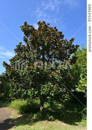 Taisanboku fruit　 95543969