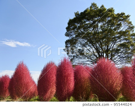 Kochia with red leaves under the blue sky in late autumn Kochia with red leaves under the blue sky in late autumn 95544024