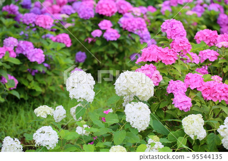 Annabelle flowers 95544135