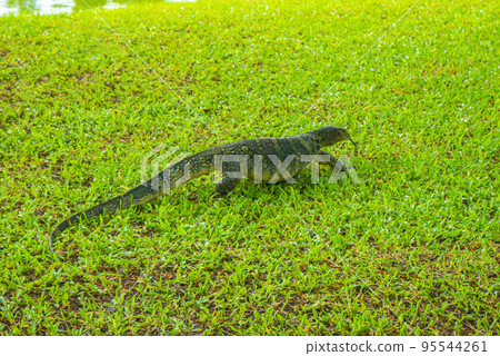 Lumphini 公園的水巨蜥 95544261