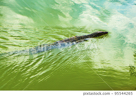 Lumphini 公園的水巨蜥 95544265