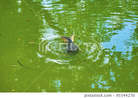 Mating monitor lizards in Lumphini Park 95544270