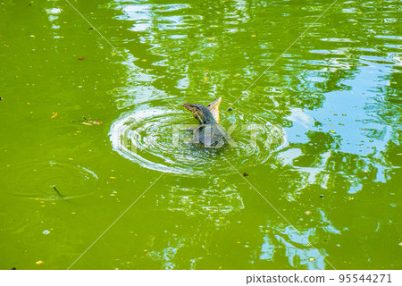 Mating monitor lizards in Lumphini Park 95544271