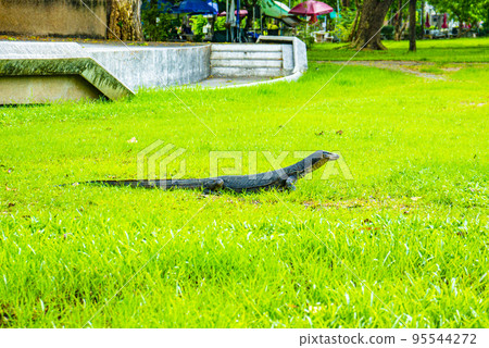 Water monitor lizard in Lumphini Park 95544272