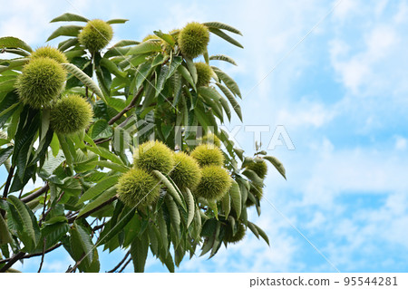 Harvesting chestnut 95544281