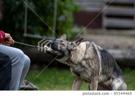 A young happy German Shepherd plays tug with a ball. Sable coloured working line breed 95544468