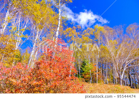 秋葉白樺森林 95544474