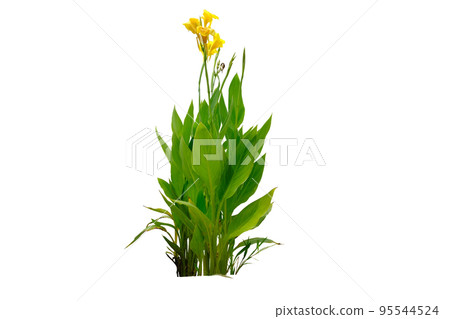 Yellow Canna lily Plants 95544524