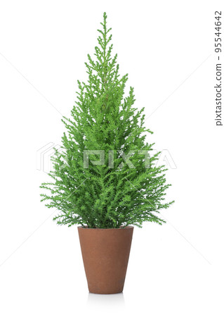gold crest potted plant gold crest potted plant 95544642