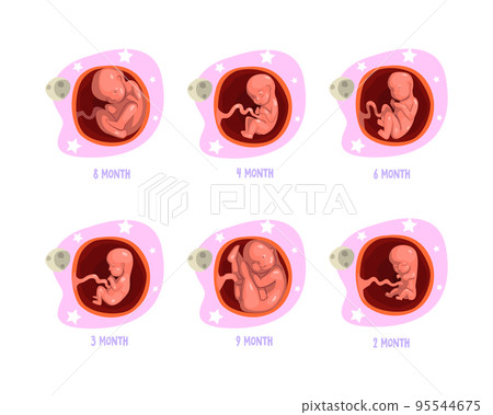 Process of Fetal Development or Embryological Stage Vector Set 95544675