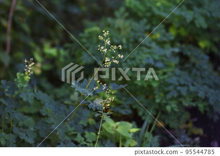 Akkaramuratsu之花 95544785