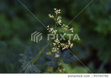 Akkaramuratsu之花 95544786