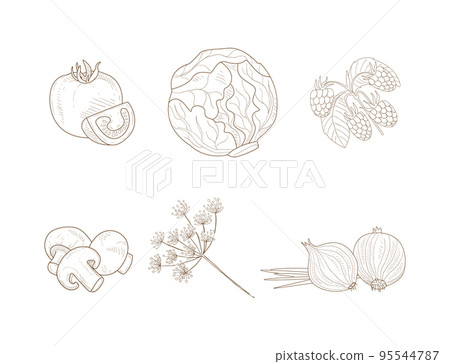 Hand Drawn Vegetables and Agricultural Crop with Tomato, Cabbage, Raspberry, Mushroom, Onion Vector Set 95544787