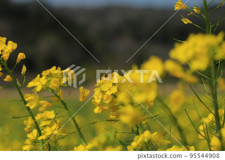 Kominato Railroad and Rapeseed Field Kominato Railroad and Rapeseed Field 95544908
