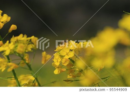 Kominato鐵路和油菜田 Kominato鐵路和油菜田 95544909