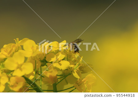 Kominato Railroad and Rapeseed Field Kominato Railroad and Rapeseed Field 95544918