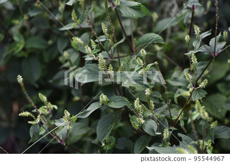 Hikageinokozuchi Hikageinokozuchi 95544967