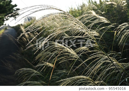 鈴木的花 95545016