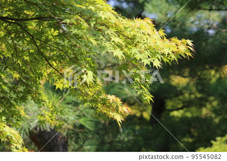 Blue leaves 95545082