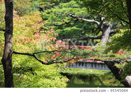 Blue leaves 95545084