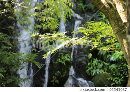 Blue leaves 95545087