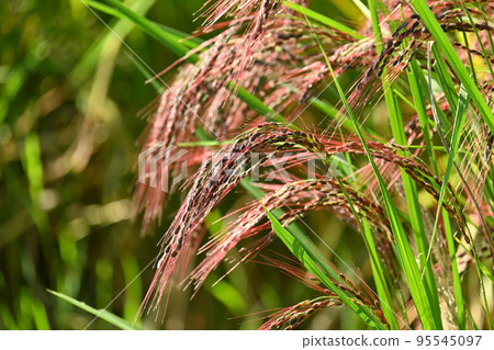ancient rice cultivation 95545097