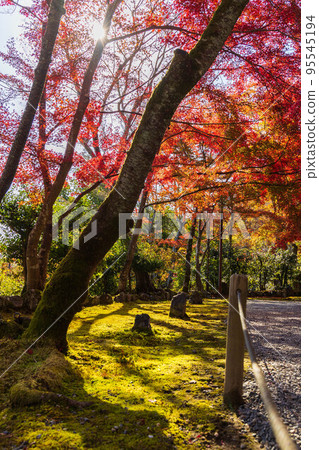 Autumn in Kyoto Saga-Arashiyama Nison-in Temple with autumn leaves Autumn in Kyoto Saga-Arashiyama Nison-in Temple with autumn leaves 95545194