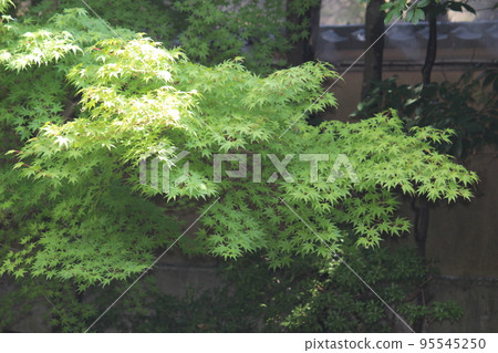 Blue leaves 95545250