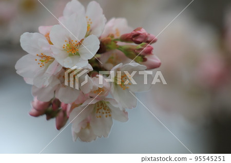 Cherry Blossoms Yoshino cherry tree 95545251