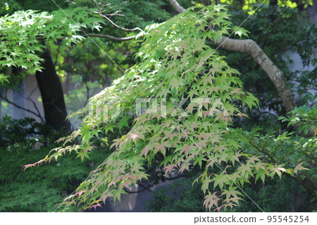 Blue leaves 95545254