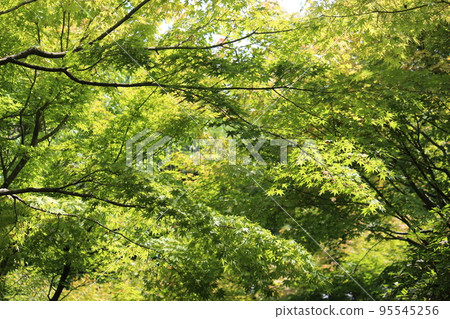 Blue leaves 95545256