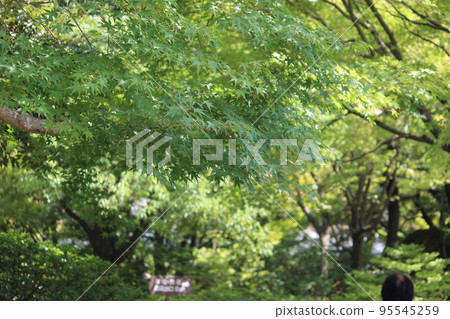Blue leaves 95545259