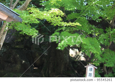 Blue leaves 95545261