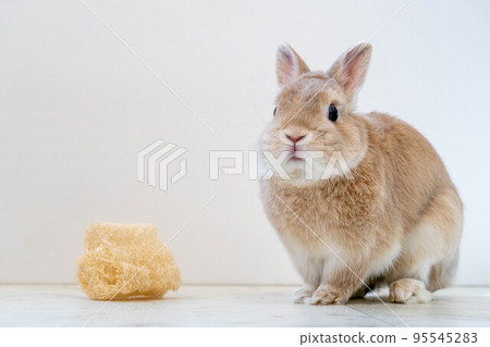 Netherlands Dwarf 95545283
