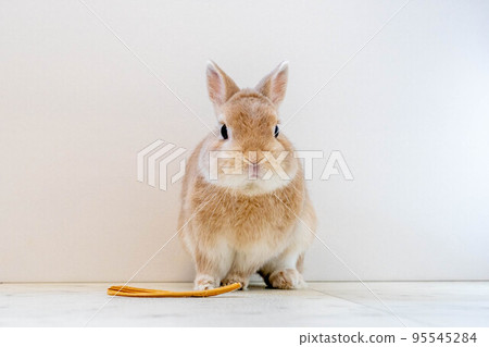 Netherlands Dwarf 95545284