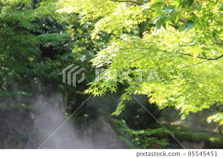 Blue leaves 95545451