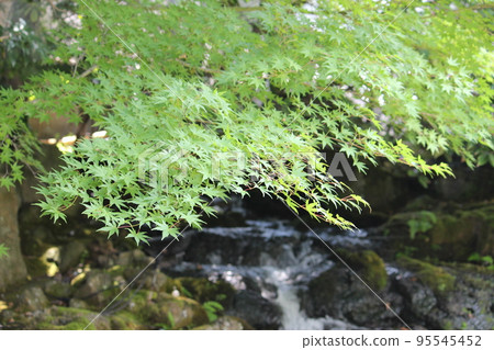 Blue leaves 95545452