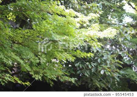 Blue leaves 95545453