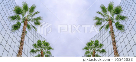 Abstract mirrored background Two palm trees outside the glass building in Silicon Valley, San Jose bay area, California 95545828