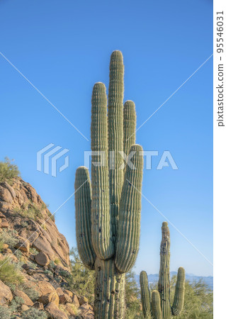 Phoenix, Arizona- Saguaro cacti view from the hiking trail at Camelback Mountain 95546031