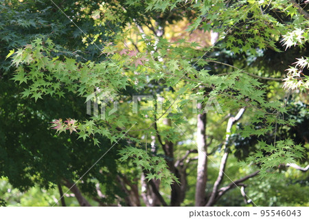 Blue leaves 95546043