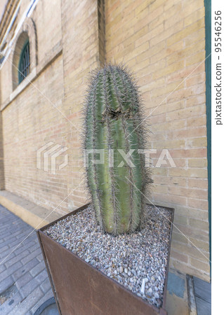 Austin, Texas- Potted columnar cactus near the wall with bricks Austin, Texas- Potted columnar cactus near the wall with bricks 95546256