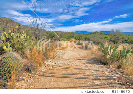 Footpath at Sabino Canyon State Park in Tucson, Arizona Footpath at Sabino Canyon State Park in Tucson, Arizona 95546670