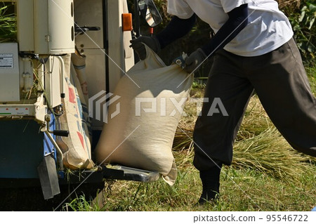 Rice harvesting work, combine harvester 95546722