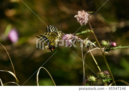 Papilio machaon (yellow swallowtail) 95547146