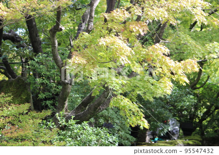 Blue leaves 95547432