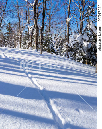晴天大雪地區森林中野生動物的足跡(北海道、伊達市、大瀧區) 晴天大雪地區森林中野生動物的足跡(北海道、伊達市、大瀧區) 95547911